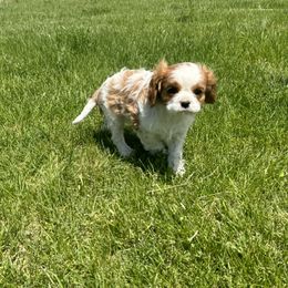 Cavalier King Charles Spaniel and Cavapoo Puppies from Sunny Hill Puppies
