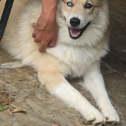 Jag - Pomsky