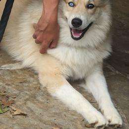 Jag - Pomsky