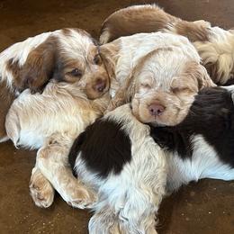 English Springer Spaniels from Wildwood