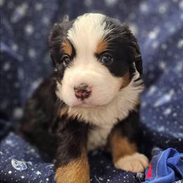 Aries- Blue Collar - Tri-color male Bernese Mountain Dog puppy in Bonham, Texas from Happy Valley Puppies