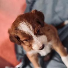 Bernedoodle, Bordoodle, and Golden Retriever Puppies from Golden Light Puppies