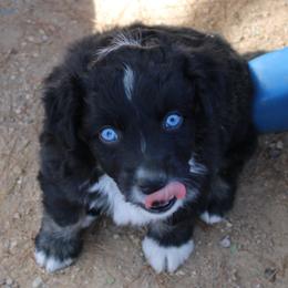 Xiomar - Black tri-color male Australian Shepherd puppy in Phoenix, Arizona from Rockin' Diamond T Ranch Australian Shepherds