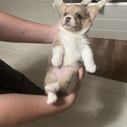 Irene - Red merle and white female American Corgi puppy in Garland, Texas from Barker's Corgis