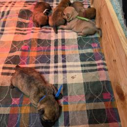 Boy 3 - Red male Cairn Terrier puppy in Savannah, Missouri from WoodSchott Cairn Terriers