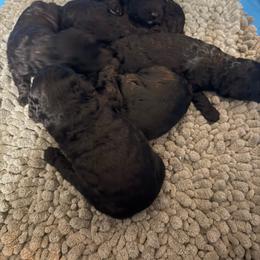 Lexie - Black female Poodle puppy in Lakehills, Texas from Simply Southern Retrievers, LLC