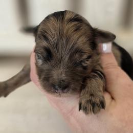 Pip - Merle male Goldendoodle puppy in Decatur, Tennessee from Diamond's Doodles