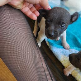 Fluke - Black and white male Rat Terrier puppy in Booneville, Mississippi from Emerald Rat Terriers