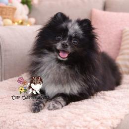 AKC Black Merle - Pomeranian