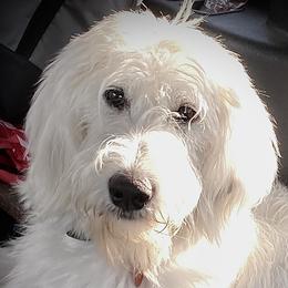 Padmé - Labradoodle