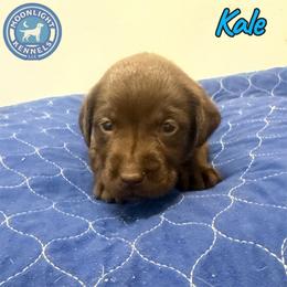 Kale - Chocolate male Labrador Retriever puppy in Elloree, South Carolina from Moonlight Kennels LLC