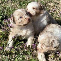 Australian Shepherds from Midwest Aussies