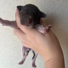 Girl 5 - Liver roan female German Shorthaired Pointer puppy in Section, Alabama from Emily's GSPs