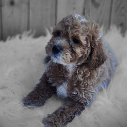 Isis - Goldendoodle puppy from Shelby Doodles