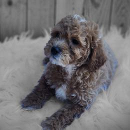 Isis - Goldendoodle puppy from Shelby Doodles