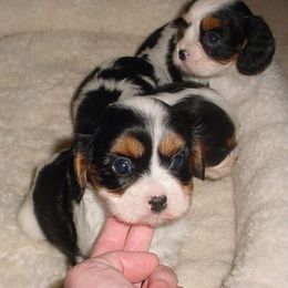Cavalier King Charles Spaniel Puppies from Royal Flush Cavaliers