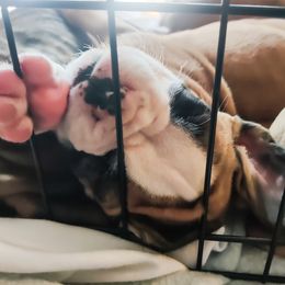 Boxer Puppies from Boxer Boulevard