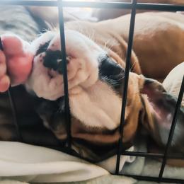 Boxer Puppies from Boxer Boulevard