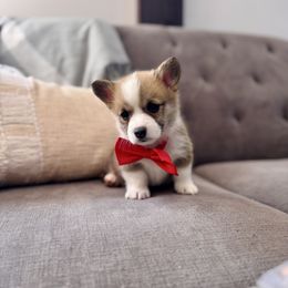 Red Boy - Jimmy - Red male Pembroke Welsh Corgi puppy in Vilonia, Arkansas from Lucky Pups Corgis