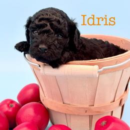 Idris - Black male Poodle puppy in Carrollton, Georgia from Dande Poodles, LLC