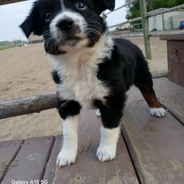 Miniature Australian Shepherd and Toy Australian Shepherd Puppies from Son Shine Farm