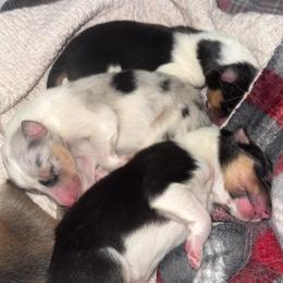BOY 2 - Black white and tan male Collie puppy in Lafayette, Indiana from Katrina's Collies