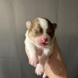 Boy 1 - Chocolate parti male Pomeranian puppy in Maplefalls, Washington from Snow peak poms