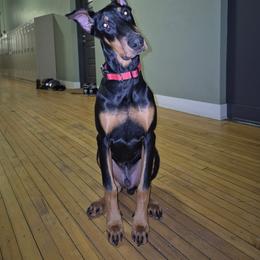 Anubis - Black and rust male Doberman Pinscher puppy in Buffalo, New York from NY Dobermans