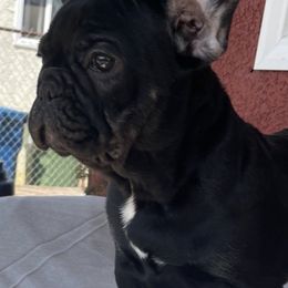 French Bulldogs from Gudino Gonzalez Frenchies