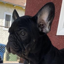 French Bulldogs from Gudino Gonzalez Frenchies