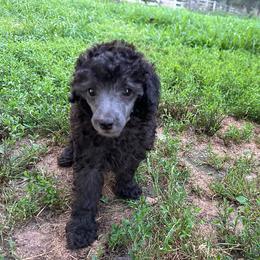 Piper - Silver female Poodle puppy in Cabool, Missouri from Rafter B Farms