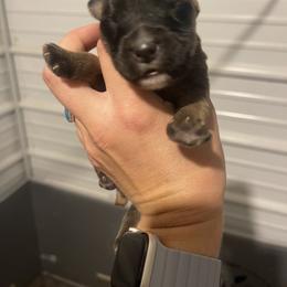 Australian Shepherd and Soft Coated Wheaten Terrier Puppies from BellSharps Australian Shepherds