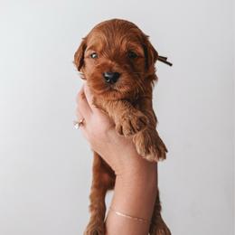 Oak (Silver) - Red  male Goldendoodle puppy in Beaverton, Oregon from Henry Elliots