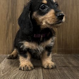 Dachshund Puppies from Bayou Dog Den