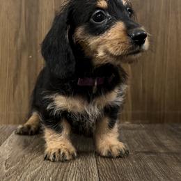 Dachshund Puppies from Bayou Dog Den