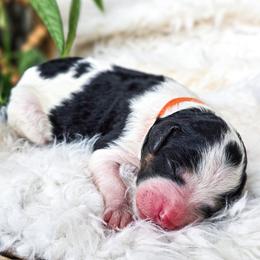 Scarlett - Black and white female Bernedoodle puppy in Gaylord, Michigan from Dog Mom Co. Doodles