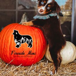 Miniature Australian Shepherd and Toy Australian Shepherd Puppies from Fireside Toy & Mini Aussies