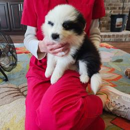 Tyler - Black and white male Border Collie puppy in Alabama from Manor Farms Border Collies