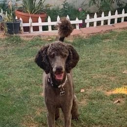 Poodle All Grown Up from Watts Poodles