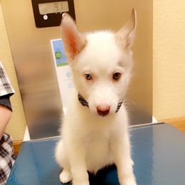 Siberian Husky Puppies from Vixen Siberians