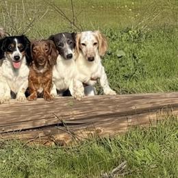 Dachshunds from CA_Dachshunds