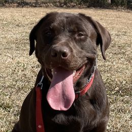 Koda - Labrador Retriever
