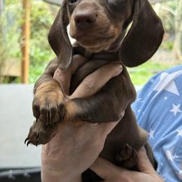 Reagan - Chocolate and tan female Dachshund puppy in Salem, Oregon from Ide's of March Dachshunds