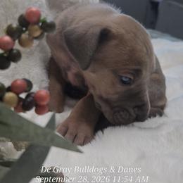 Kit - Fawn female Great Dane puppy in Albany, Oregon from Red Cloud Australian Shepherds and DeGray Great Danes & Bulldogs