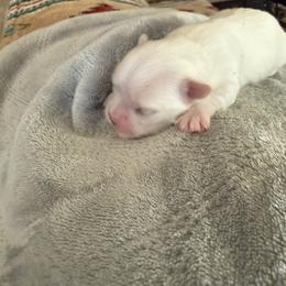 Baby Boy 3 - White male Maltese puppy in Gilbert, Arizona from Bijou Babydoll Maltese