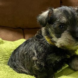 Miniature Schnauzers from Shallow Valley schaunzers
