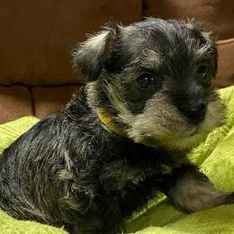 Miniature Schnauzers from Shallow Valley schaunzers