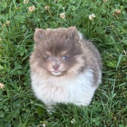 Wallace (Lavender and Tan Tri Parti Male) - Lavender male Pomeranian puppy in Buck Valley, Pennsylvania from Buck Valley Pomeranians