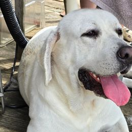 Captain - Labrador Retriever