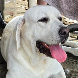 Captain - Labrador Retriever
